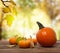 Squashes and pumpkins on shinning fall background