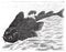 Squatina angelus or Angel shark old engraving