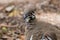 Squatter Pigeon Endemic to Australia