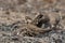 Squatter Pigeon Endemic to Australia