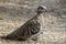 Squatter Pigeon Endemic to Australia