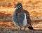 Squatter Pigeon Endemic to Australia