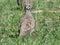 Squatter pigeon looking over its shoulder