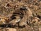 Squatter Pigeon in Queensland Australia