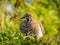 Squatter Pigeon in Queensland Australia