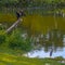 Squawking Anhinga and a Tricolored Heron