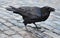 Squawking Black Crow with His Beak Open While Standing