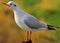 Squawking gull (Chroicocephalus ridibundus)