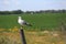 Squawking gull on post