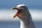 Squawking sea gull
