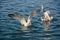 Squawking seagulls