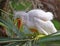 A squawking Snowy Egret chick.