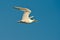 Squawking Tern