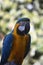 Squawking and Yelling Blue and Gold Macaw Parrot
