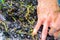 Squeezes grapes, hands, for cooking, grape juice or wine. selective focus