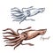 Squid marine animal sketch for seafood design