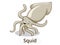 Squid underwater animal cartoon illustration