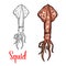 Squid vector ocean seafood mollusc icon