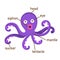 Squid vocabulary part of body.vector