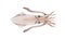 Squid watercolor image. Hand painted marine cephalopod animal. Tasty organic restaurant seafood creature. Giant squid draw illustr