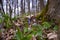 Squill flower, cloudy forest thicket meadow panorama, green ecotourism and nature wonder concept, awaken ecosystem, plant symbol