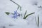 Squill flowers Scilla bifolia L covered with unexpected snow on a cold and cloudy spring morning