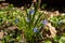 Squill plant with tender blue flowers in bright sunlight in a forest, sunny meadow green ecotourism and nature wonder concept
