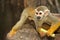 Squirel Monkey;a Common Squirrel Monkey