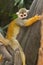 Squirel Monkey;a Common Squirrel Monkey