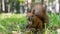 Squirell close up in forest, Tomsk