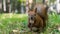 Squirell close up in forest, Tomsk