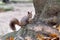 Squirell eating