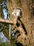 SQUIRELL Grey Eats Bread ON BRANCH