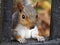 Squirell - Take a stroll with the National Trust to see some red squirrels in the woodlands surrounding Formby