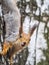 Squirre sitting upside down on a tree trunk. The squirrel hangs upside down on a tree against colorful blurred background. Close-