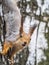 Squirre sitting upside down on a tree trunk. The squirrel hangs upside down on a tree against colorful blurred background. Close-