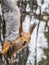 Squirre sitting upside down on a tree trunk. The squirrel hangs upside down on a tree against colorful blurred background. Close-