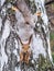 Squirre sitting upside down on a tree trunk. The squirrel hangs upside down on a tree against colorful blurred background. Close-