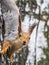 Squirre sitting upside down on a tree trunk. The squirrel hangs upside down on a tree against colorful blurred background. Close-