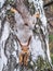 Squirre sitting upside down on a tree trunk. The squirrel hangs upside down on a tree against colorful blurred background. Close-