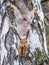 Squirre sitting upside down on a tree trunk. The squirrel hangs upside down on a tree against colorful blurred background. Close-