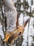 Squirre sitting upside down on a tree trunk. The squirrel hangs upside down on a tree against colorful blurred background. Close-