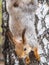 Squirre sitting upside down on a tree trunk. The squirrel hangs upside down on a tree against colorful blurred background. Close-