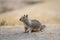 Squirrel in 17-Mile Drive