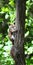 Squirrel in Alabama Forest