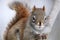 Squirrel Animal Stock Photos. Squirrel animal head close-up profile view with a bokeh background