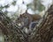 Squirrel Animal Stock Photos.  Squirrels couple mating profile view