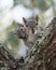 Squirrel Animal Stock Photos.  Squirrels couple mating profile view bokeh background.