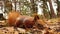 Squirrel in the autumn forest