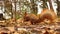 Squirrel in the autumn forest